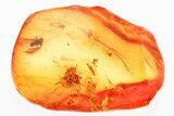 Fossil Beetle Larva, True Midge, and Moth Fly in Baltic Amber #367404-1